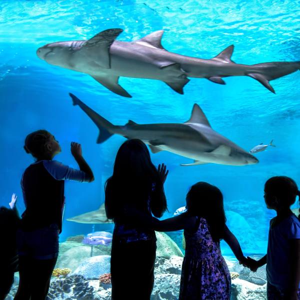 virtual aquarium visit