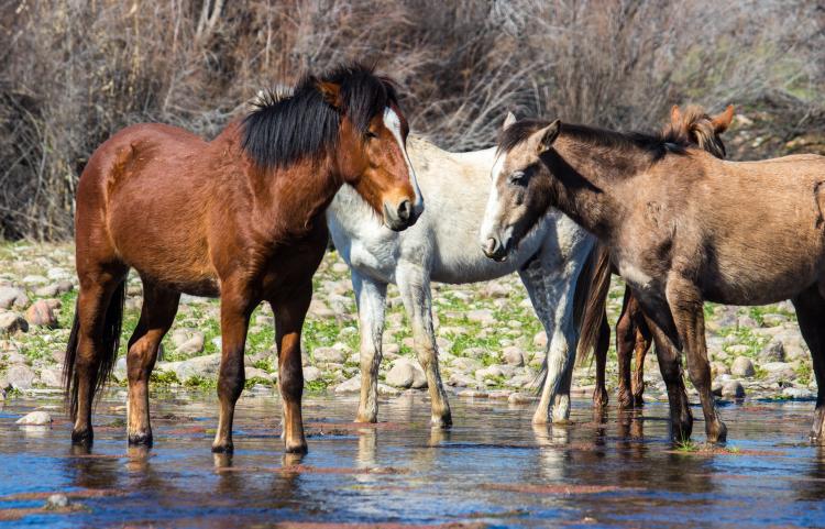 Guide to Salt River Wild Horses in Mesa, AZ - Visit Mesa